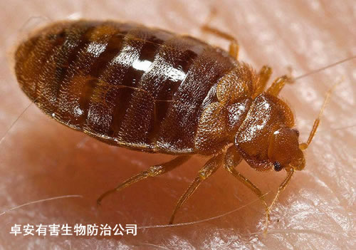 用化學(xué)雞尾酒誘捕消滅臭蟲(chóng)－深圳卓安有害生物防治公司