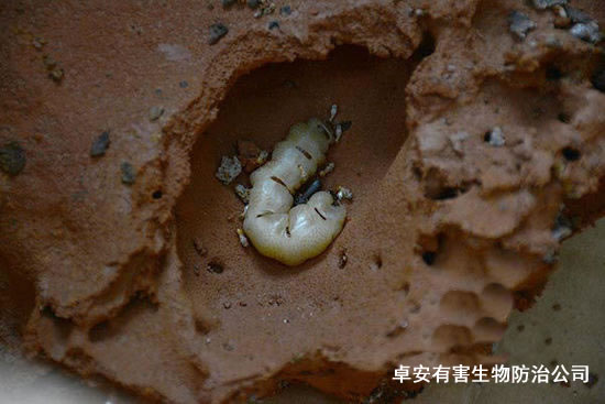 巨型白蟻窩發(fā)現(xiàn)拇指大白蟻后－深圳虹舟除蟲(chóng)公司