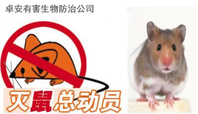 做好防鼠、滅鼠工作預(yù)防出血熱－深圳卓安除蟲滅鼠公司