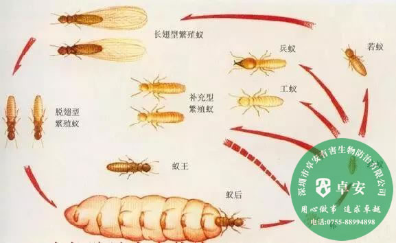 如何防止白蟻進門及消滅白蟻？－深圳卓安有害生物防治公司