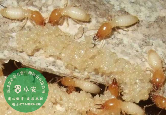 白蟻的危害有哪些？－深圳卓安有害生物防治公司