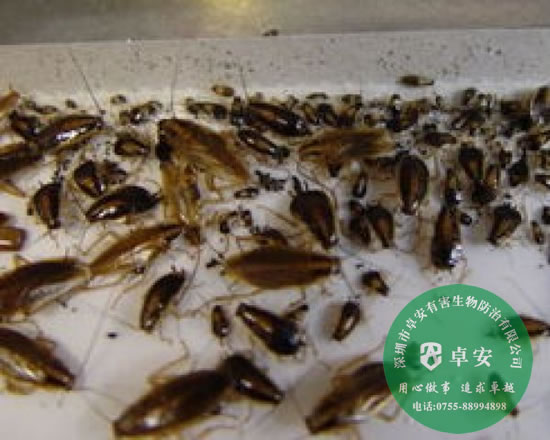 室內除蟲滅蟑螂的八大方法-深圳卓安有害生物防治公司