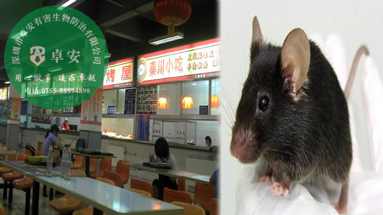 餐館如何有效消滅老鼠？－深圳卓安有害生物防治公司