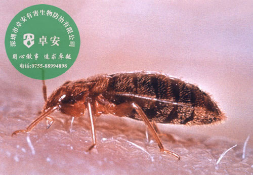家里如何有效消滅臭蟲(chóng)？－深圳卓安有害生物防治公司