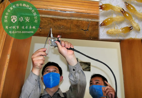 家中發(fā)現(xiàn)白蟻怎么滅？－深圳卓安有害生物防治公司