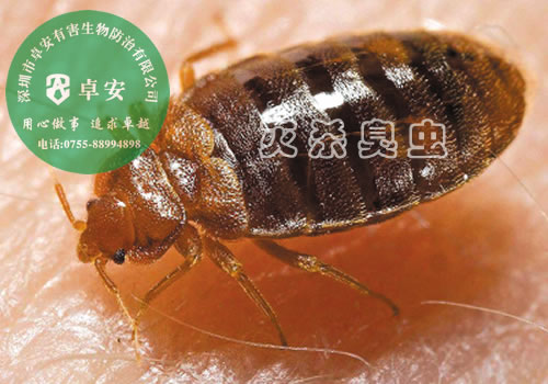 關(guān)于臭蟲的十個謠言-深圳卓安有害生物防治公司